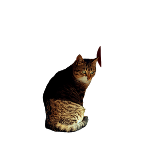 A Charming Tabby Cat Sitting On A Scooter Seat, Partially Covered By A Cloth, Enjoying A Serene Moment Outdoors. 17423 - Cat PNG image with transparent background